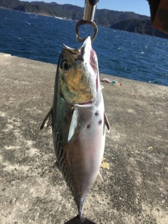 浜吉丸でいく小浦一文字10