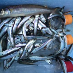 カタクチイワシ