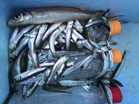 カタクチイワシ