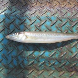 オリジナルメーカー海づり公園(市原市海づり施設) 釣果