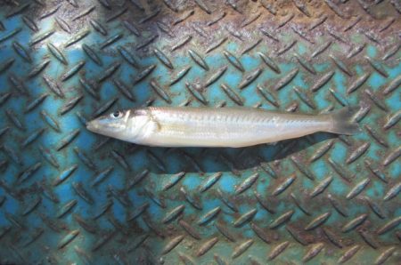 オリジナルメーカー海づり公園(市原市海づり施設) 釣果