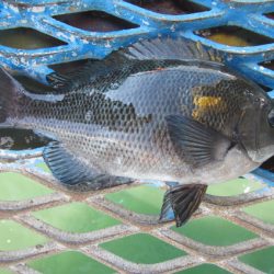 オリジナルメーカー海づり公園(市原市海づり施設) 釣果