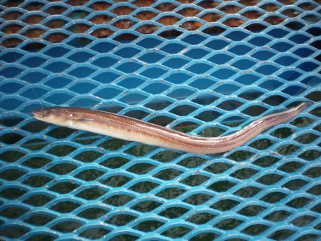 オリジナルメーカー海づり公園(市原市海づり施設) 釣果