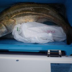 オリジナルメーカー海づり公園(市原市海づり施設) 釣果