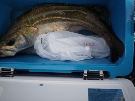 オリジナルメーカー海づり公園(市原市海づり施設) 釣果