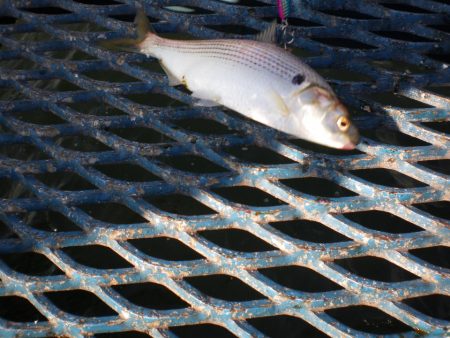 オリジナルメーカー海づり公園(市原市海づり施設) 釣果