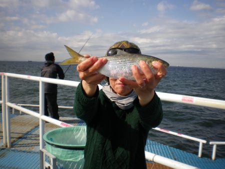 オリジナルメーカー海づり公園(市原市海づり施設) 釣果