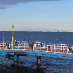オリジナルメーカー海づり公園(市原市海づり施設) 釣果
