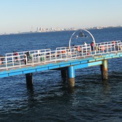 オリジナルメーカー海づり公園(市原市海づり施設) 釣果