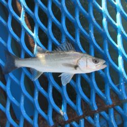 オリジナルメーカー海づり公園(市原市海づり施設) 釣果