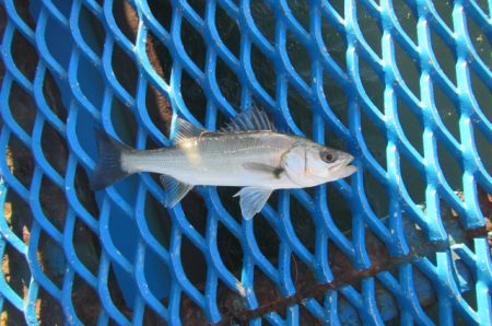 オリジナルメーカー海づり公園(市原市海づり施設) 釣果