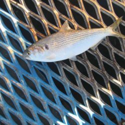 オリジナルメーカー海づり公園(市原市海づり施設) 釣果