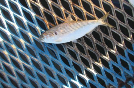 オリジナルメーカー海づり公園(市原市海づり施設) 釣果