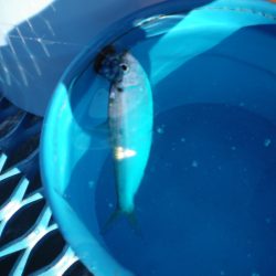 オリジナルメーカー海づり公園(市原市海づり施設) 釣果