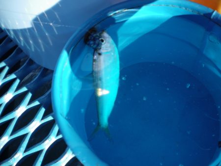 オリジナルメーカー海づり公園(市原市海づり施設) 釣果