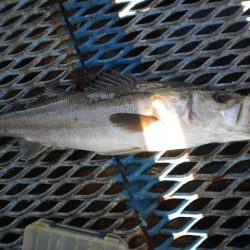 オリジナルメーカー海づり公園(市原市海づり施設) 釣果