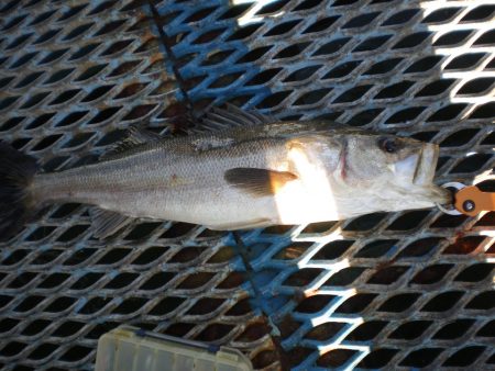 オリジナルメーカー海づり公園(市原市海づり…