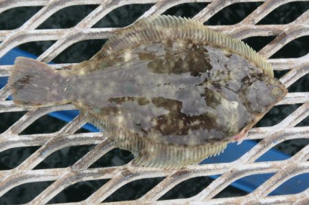 オリジナルメーカー海づり公園(市原市海づり施設) 釣果