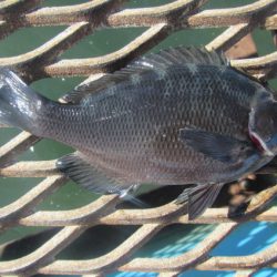 オリジナルメーカー海づり公園(市原市海づり施設) 釣果