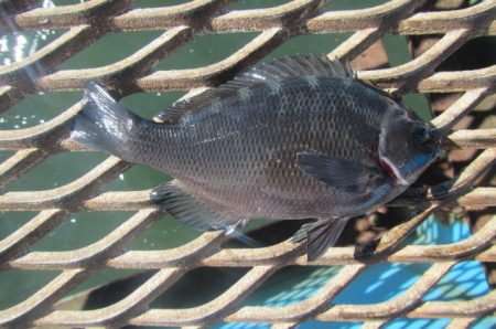 オリジナルメーカー海づり公園(市原市海づり施設) 釣果