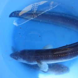 オリジナルメーカー海づり公園(市原市海づり施設) 釣果