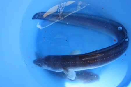 オリジナルメーカー海づり公園(市原市海づり施設) 釣果