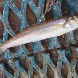 オリジナルメーカー海づり公園(市原市海づり施設) 釣果