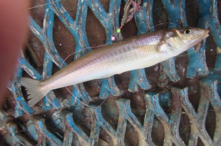 オリジナルメーカー海づり公園(市原市海づり施設) 釣果