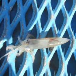 オリジナルメーカー海づり公園(市原市海づり施設) 釣果