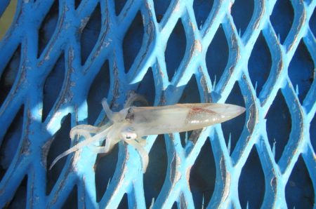 オリジナルメーカー海づり公園(市原市海づり施設) 釣果