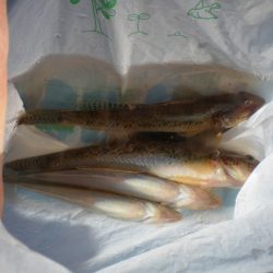 オリジナルメーカー海づり公園(市原市海づり施設) 釣果