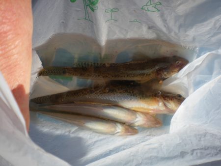 オリジナルメーカー海づり公園(市原市海づり施設) 釣果