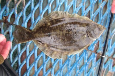 オリジナルメーカー海づり公園(市原市海づり施設) 釣果