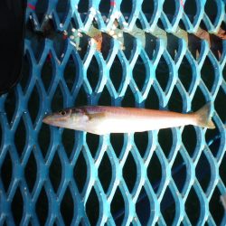 オリジナルメーカー海づり公園(市原市海づり施設) 釣果