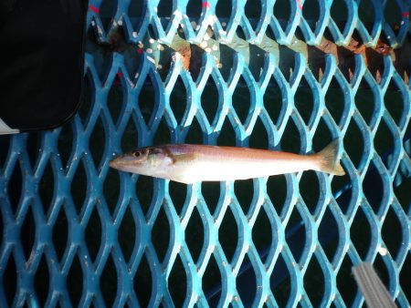 オリジナルメーカー海づり公園(市原市海づり施設) 釣果