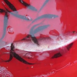 オリジナルメーカー海づり公園(市原市海づり施設) 釣果