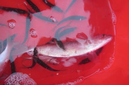 オリジナルメーカー海づり公園(市原市海づり施設) 釣果