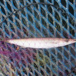 オリジナルメーカー海づり公園(市原市海づり施設) 釣果