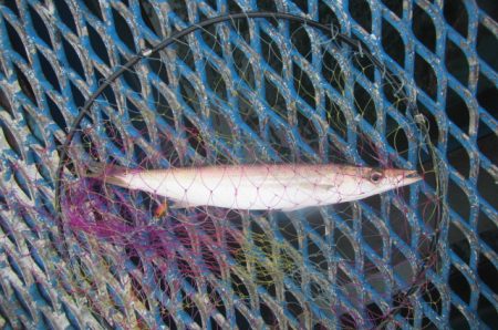 オリジナルメーカー海づり公園(市原市海づり施設) 釣果