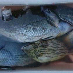 しば渡船 釣果