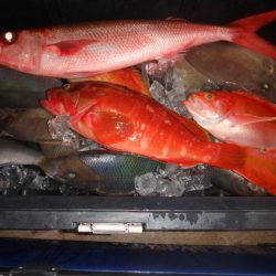 フィッシングハウス伊藤 釣果