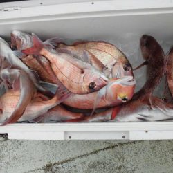 大進丸（新潟） 釣果