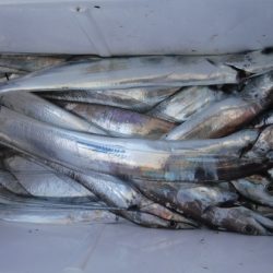 遊漁船 幸友丸 釣果