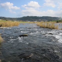 狩野川(狩野川漁業協同組合) 釣果