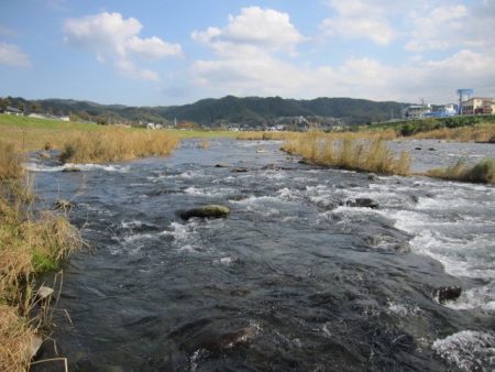 狩野川(狩野川漁業協同組合) 釣果