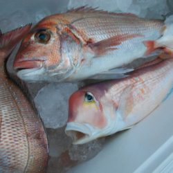 こうゆう丸 釣果