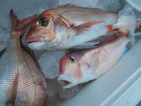 こうゆう丸 釣果