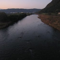 狩野川(狩野川漁業協同組合) 釣果