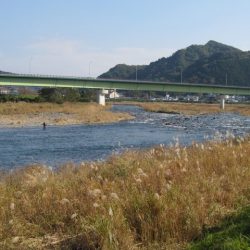 狩野川(狩野川漁業協同組合) 釣果