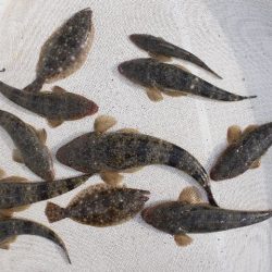 TOPGUN名古屋 釣果